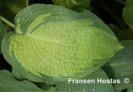 Hosta DuPage Delight