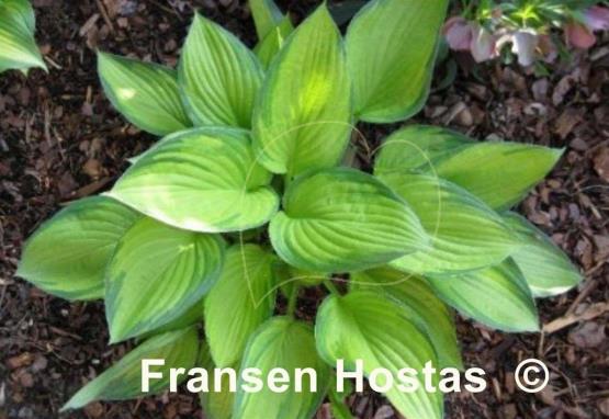 Hosta Dylan's Dilly
