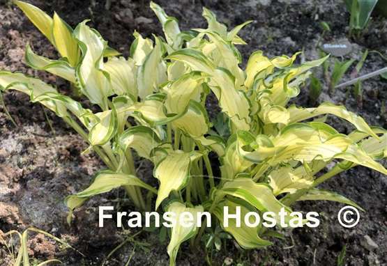 Hosta Early Sunrise