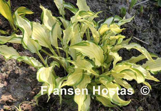 Hosta Early Sunrise