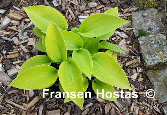 Hosta Early Times