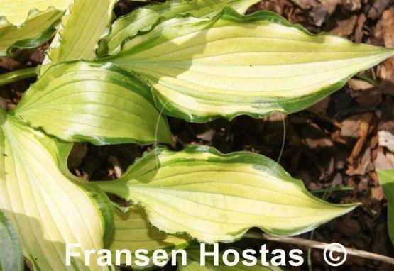 Hosta Early Sunrise