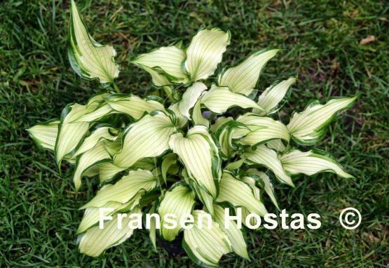 Hosta Early Sunrise