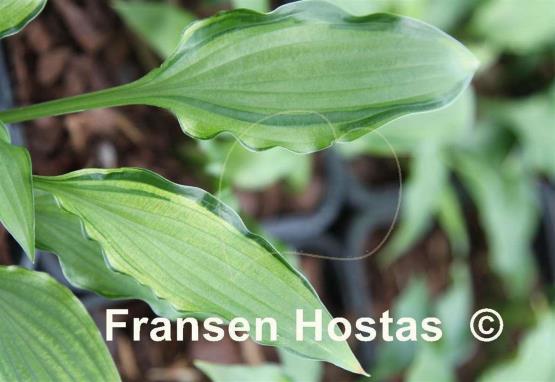 Hosta Early Sunrise