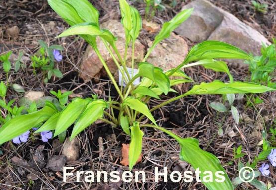 Hosta Early Sunrise