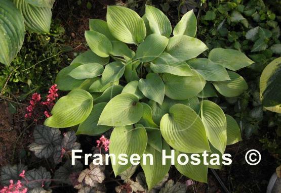 Hosta Early Times