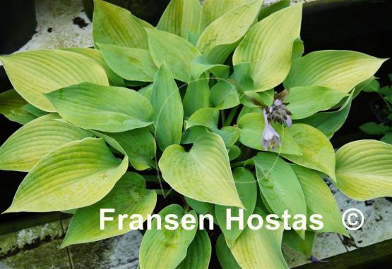 Hosta Early Times