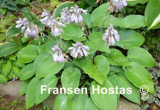 Hosta Early Times