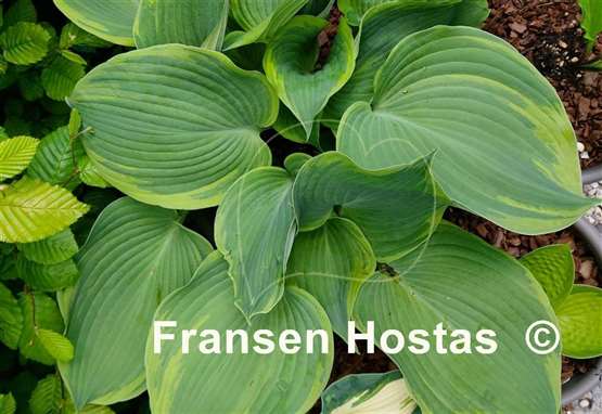 Hosta Earth Angel