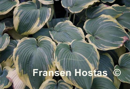 Hosta Earth Angel