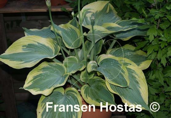 Hosta Earth Angel