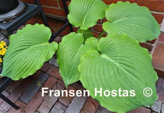 Hosta Earthquake
