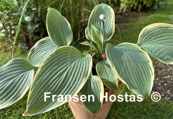 Hosta Easy Going