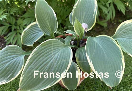 Hosta Easy Going