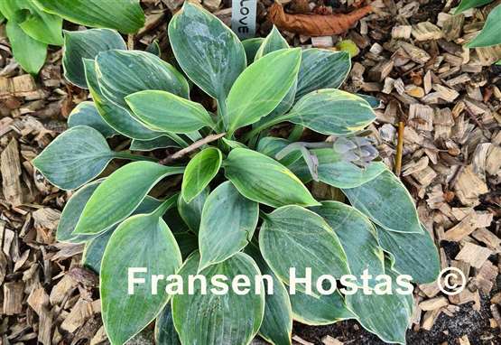 Hosta Easy To Love