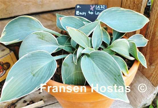 Hosta Easy To Love