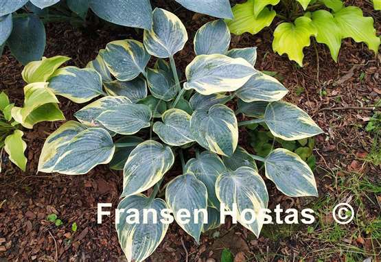 Hosta Easy To Love