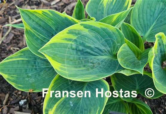 Hosta Easy to Love 