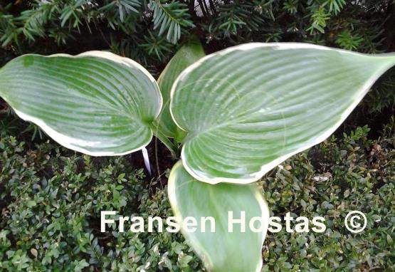Hosta Easy Going