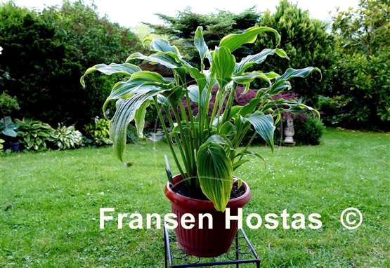 Hosta Ebb Tide
