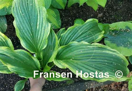 Hosta Ebb Tide