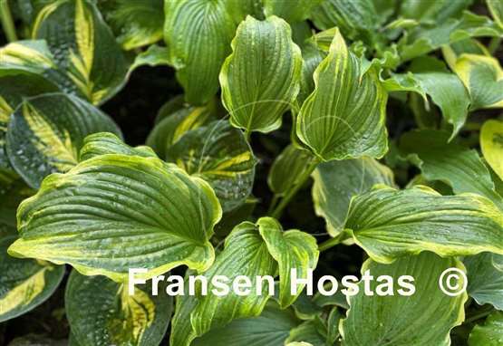 Hosta Ebb Tide