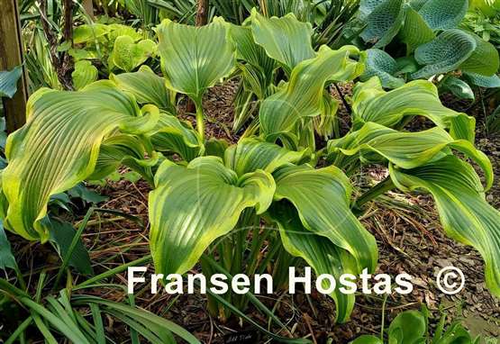 Hosta Ebb Tide