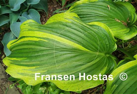 Hosta Ebb Tide