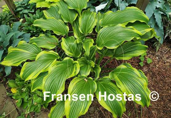 Hosta Ebb Tide