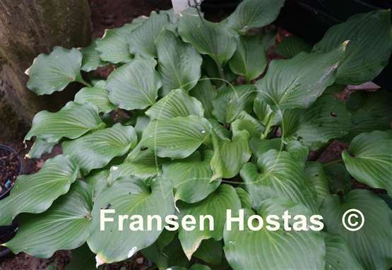 Hosta Ebony Towers