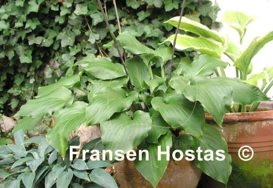 Hosta Ebony Towers