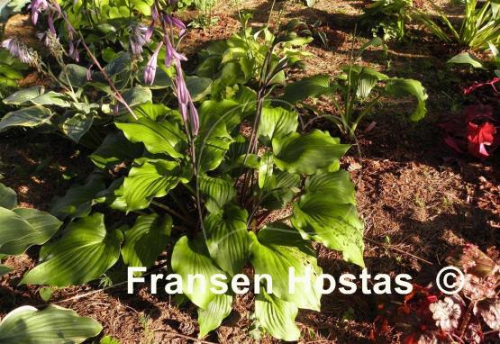 Hosta Ebony Towers