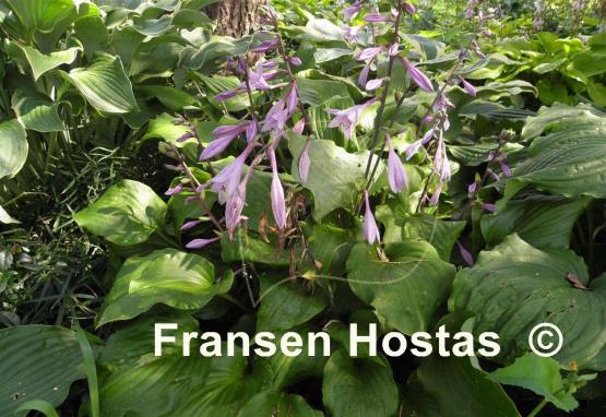 Hosta Ebony Towers
