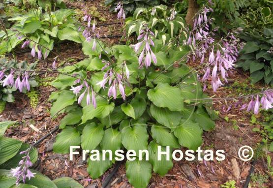 Hosta Ebony Towers