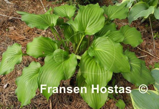 Hosta Ebony Towers