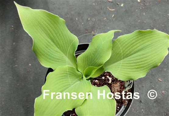 Hosta Echo the Sun