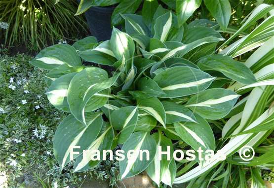 Hosta Echte Liebe