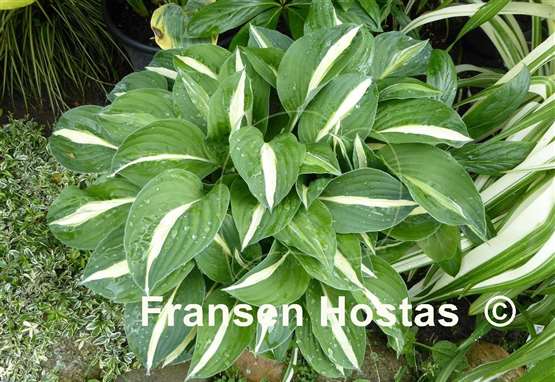 Hosta Echte Liebe