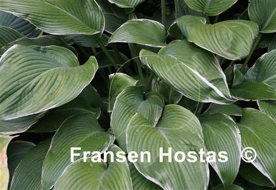 Hosta Eclipse Power