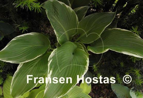 Hosta Eclipse Power