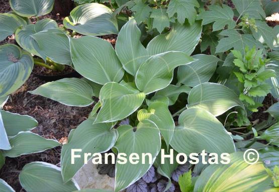 Hosta Eclipse Power