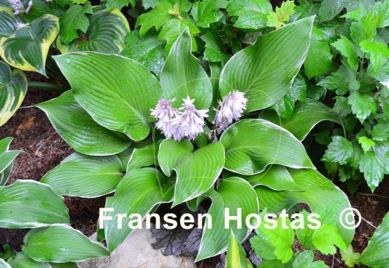 Hosta Eclipse Power