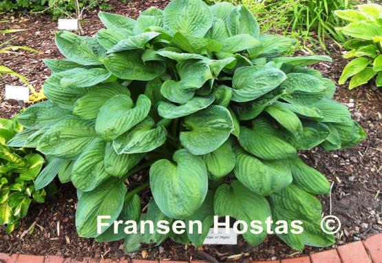 Hosta Edge of Night
