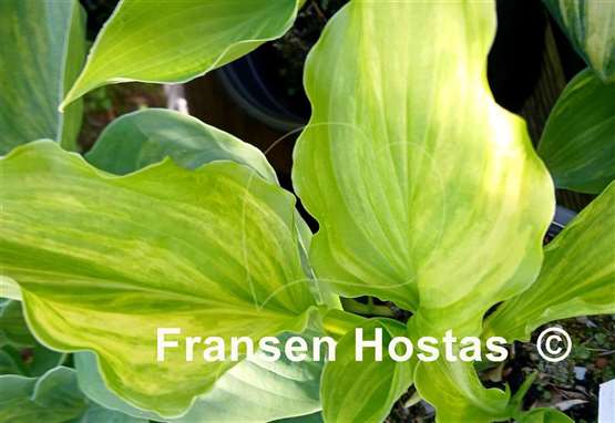 Hosta Edwin Bibby