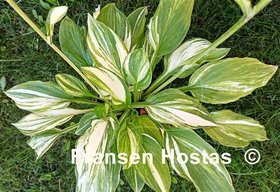 Hosta Edwin Bibby 