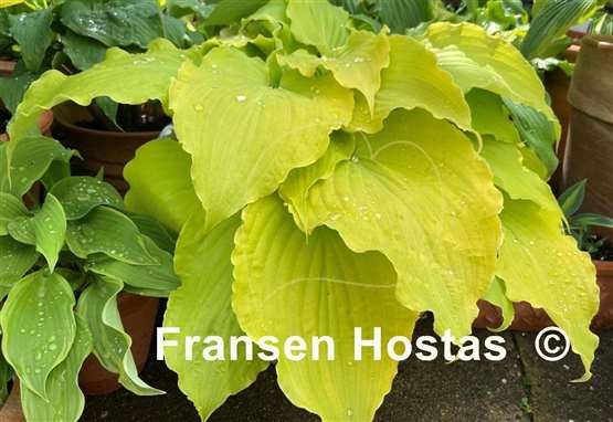 Hosta Effervescence