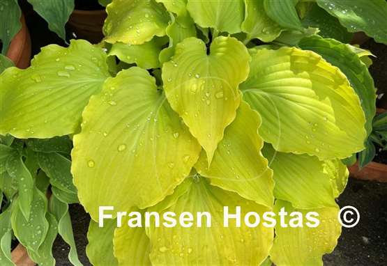 Hosta Effervescence