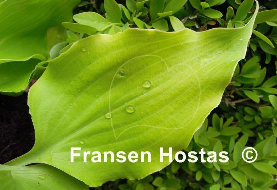 Hosta Effervescence
