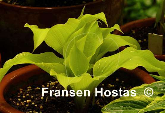 Hosta Effervescence
