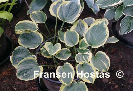 Hosta El Capitan